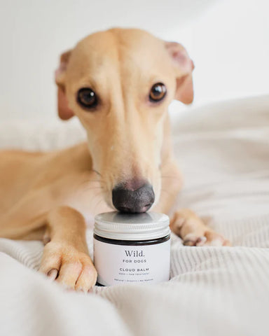 Wild for Dogs Cloud Balm